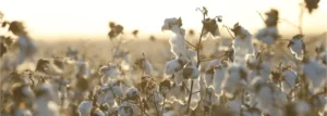 cotton fields close up desktop boc 2558ca17cfd574efc553cd677b3d659b