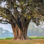 The Peepal Tree: Sacred Beliefs, Scientific Facts