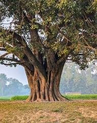 The Peepal Tree: Sacred Beliefs, Scientific Facts