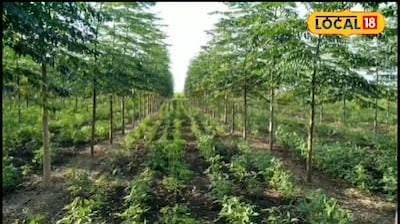 Plants and Trees as a Source of Income in India( Farmers Grow, Sell, and Earn from Trees
