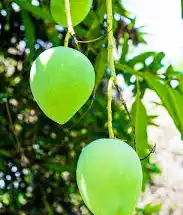 Mango: The King of Seasonal Fruits and Its Cultural, Economic value