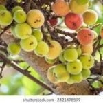 Gular Tree: A Multi-Purpose Fig with Food, Medicinal, and Value