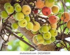 Gular Tree: A Multi-Purpose Fig with Food, Medicinal, and Value