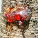 Natural Gum (Gond): Source Trees, Uses, and Global Importance