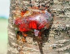 Natural Gum (Gond): Source Trees, Uses, and Global Importance