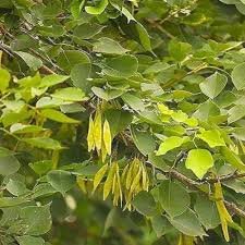 Shisham Tree: A Valuable Gift of Nature for Furniture, Medicine,