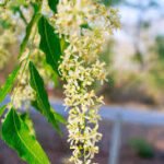 Neem Tree: The Natural Healer of India