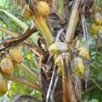 Coconut (Nariyal): A Sacred Fruit with Health, Cultural, and Economic Importance