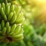 Banana: A Sacred, Nutritious, and Economically Important Fruit