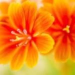 Why Flowers Are So Important in Our Life(Fragrance, Health, Economy)