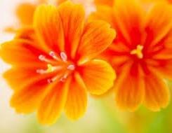 Why Flowers Are So Important in Our Life(Fragrance, Health, Economy)