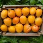 Mango: The King of Seasonal Fruits and Its Cultural, Economic value