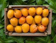 Mango: The King of Seasonal Fruits and Its Cultural, Economic value