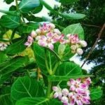 The Aak Plant: Uses, Benefits, and Harmful Effects