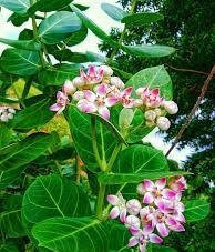 The Aak Plant: Uses, Benefits, and Harmful Effects