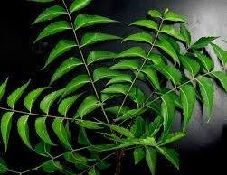 Neem Tree: The Natural Healer of India