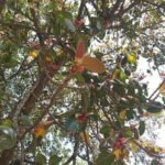 Banyan Tree (Bargad): A Tree of Economy, Culture, and Spiritual Power