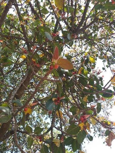 Banyan Tree (Bargad): A Tree of Economy, Culture, and Spiritual Power