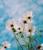 Why Flowers Are So Important in Our Life(Fragrance, Health, Economy)
