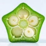 Okra and Okra Seed Coffee: Taste, Nutrition, and Health Benefits
