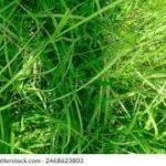Dub Grass (Doob Grass): The Humble Green Carpet of Nature and Spirituality