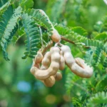 The Tamarind Tree: A Gift of Nature for Food, Health, Industry, and Culture