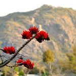 Bhringraj Plant: Uses